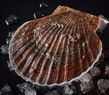 Гребешок морской