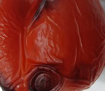 Перец болгарский