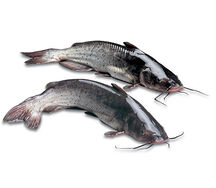Machoiron