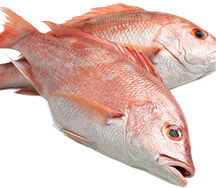 Carpe rouge