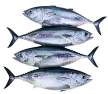 Thon albacore