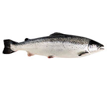 Saumon blanc