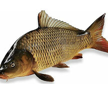 Carpe