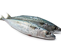 Chinchard
