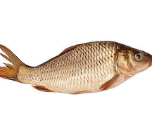 Carpe blanc
