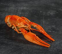 Крупный Волжский рак