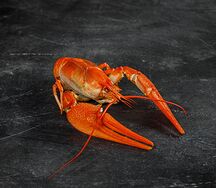 Элитный Волжский рак