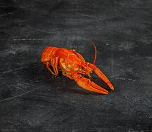 Мелкий рак Волжский