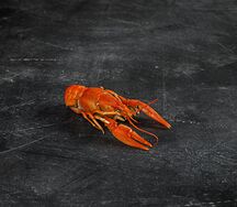 Средний рак Волжский