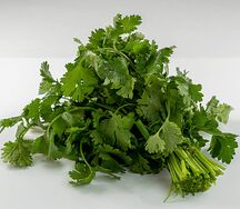 Кинза свежая