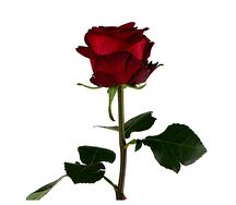 Գյումրվա վարդ Red Naomi S №102609