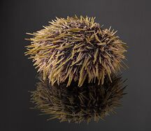 Морской еж