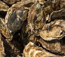 Устрицы Розовая Джоли