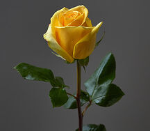 Rose Hammer