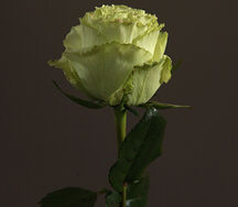 Rose Lemonade
