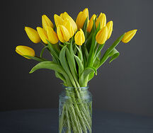 Yellow tulips