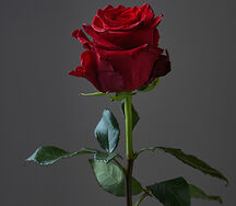 Rose Explorer