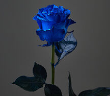 Blue Rose