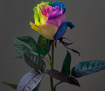 Rainbow Rose