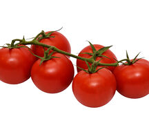 Լոլիկ ճյուղի վրա