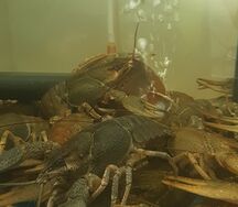 Раки живые 70-90 гр