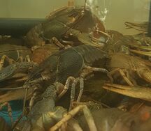 Раки живые 50-70 гр