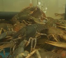 Раки живые 70-90 гр