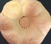 vp1