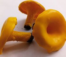 Хворост Лисички