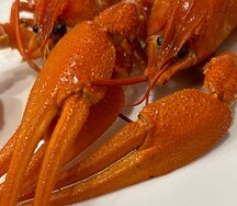 Раки королевские