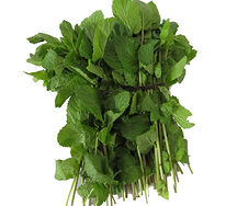 Անանուխ