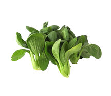 Պակ Չոյ