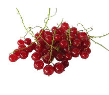 Հաղարջ կարմիր