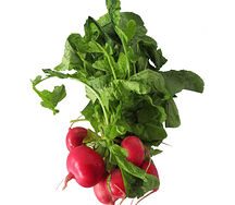 Բողկ կարմիր
