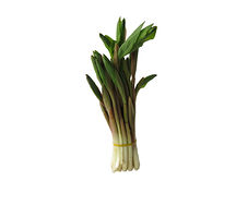 Սինդրիկ
