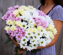 Букет хризантем Нежный бархат