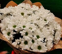 Букет хризантем Белый бархат