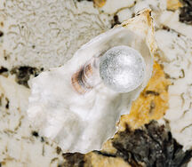 Жемчужина Lulua
