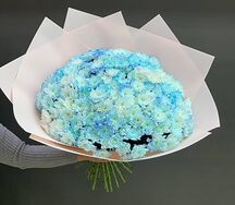 Хризантема голубого цвета в розовом оформлении