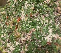 Лапша гречневая с курицей и овощами