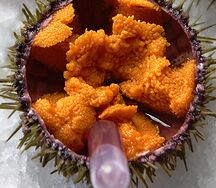Морской еж