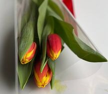 Букет тюльпанов на 8 марта 3 шт