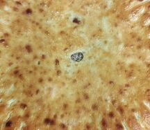 Осетинский пирог с курицей, картофелем, сыром и грибами