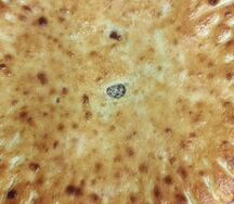 Осетинский пирог с мясом, грибами и сыром