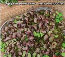 Базилик ароматный салат смесь