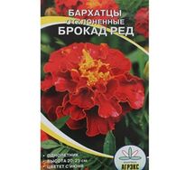 Бархатцы отклонённые брокад