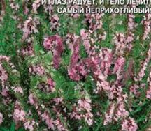 Иссоп лекарственный розовый фламинго