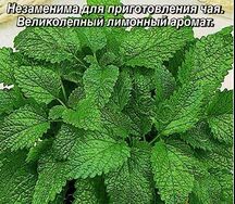 Мелисса лекарственная сладкий сон