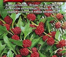 Шпинат земляничный
