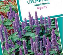 Лофант анисовый франт